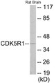 Western blot analysis of extracts from rat brain cells, using CDK5R1 Antibody.