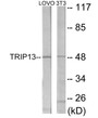 Western blot analysis of extracts from LOVO/NIH-3T3 cells, using TRIP13 Antibody. The lane on the right is treated with the synthesized peptide.