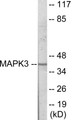 Western blot analysis of extracts from COLO205 cells, using MAPK3 Antibody.