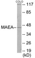 Western blot analysis of extracts from COLO205 cells, using MAEA Antibody. The lane on the right is treated with the synthesized peptide.