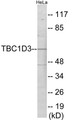 Western blot analysis of extracts from HeLa cells, using TBC1D3 Antibody. The lane on the right is treated with the synthesized peptide.