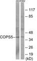 Western blot analysis of extracts from 293/K562 cells, using COPS5 Antibody. The lane on the right is treated with the synthesized peptide.