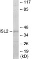 Western blot analysis of extracts from 293 cells, using ISL2 Antibody. The lane on the right is treated with the synthesized peptide.
