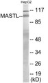 Western blot analysis of extracts from HepG2 cells, using MASTL Antibody. The lane on the right is treated with the synthesized peptide.