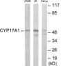 Western blot analysis of extracts from Jurkat/A549/HeLa cells, using Cytochrome P450 17A1 Antibody. The lane on the right is treated with the synthesized peptide.