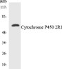 Western blot analysis of extracts from HT29 cells, using Cytochrome P450 2R1 Antibody.