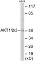 Western blot analysis of extracts from A549 cells, using AKT1/2/3 Antibody.