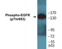 Western blot analysis of extracts from A431 cells, using EGFR (Phospho-Thr693) Antibody.