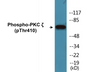 Western blot analysis of extracts from NIH-3T3 cells treated with PMA 125ng/ml 30', using PKC zeta (Phospho-Thr410) Antibody.