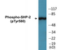 Western blot analysis of extracts from A431 cells, using SHP-2 (Phospho-Tyr580) Antibody.