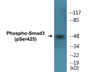 Western blot analysis of extracts from NIH-3T3 cells treated with IGF-I 100ng/ml 10', using Smad3 (Phospho-Ser425) Antibody.
