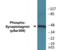 Western blot analysis of extracts from 293 cells treated with Sobital 0.4M 30', using Synaptotagmin (Phospho-Ser309) Antibody.