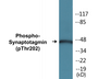 Western blot analysis of extracts from 293 cells treated with Forskolin 40nM 30', using Synaptotagmin (Phospho-Thr202) Antibody.