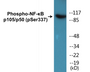 Western blot analysis of extracts from MDA-MB-435 cells, using NF-kappaB p105/p50 (Phospho-Ser337) Antibody.