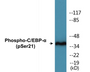 Western blot analysis of extracts from HepG2 cells treated with EGF 200ng/ml 5', using C/EBP-alpha (Phospho-Ser21) Antibody.