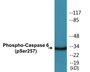 Western blot analysis of extracts from 293 cells treated with Etoposide 25uM 60', using Caspase 6 (Phospho-Ser257) Antibody.