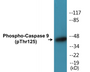 Western blot analysis of extracts from HeLa cells treated with TNF 20ng/ml 5'+calyculinA 50ng/ml 5', using Caspase 9 (Phospho-Thr125) Antibody.