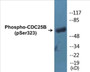 Western blot analysis of extracts from NIH-3T3 cells treated with PMA 125ng/ml 30', using CDC25B (Phospho-Ser323) Antibody.