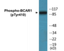Western blot analysis of extracts from NIH-3T3 cells, using p130 Cas (Phospho-Tyr410) Antibody.