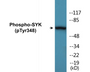 Western blot analysis of extracts from COS7 cells treated with EGF 200ng/ml 30', using SYK (Phospho-Tyr348) Antibody.