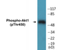 Western blot analysis of extracts from mouse brain, using Akt (Phospho-Ser124) Antibody.