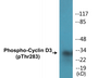 Western blot analysis of extracts from K562 cells treated with UV 5', using Cyclin D3 (Phospho-Thr283) Antibody.