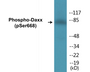 Western blot analysis of extracts from 293 cells treated with PBS 60', using Daxx (Phospho-Ser668) Antibody.