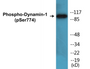 Western blot analysis of extracts from mouse brain, using Dynamin-1 (Phospho-Ser774) Antibody.