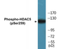 Western blot analysis of extracts from HepG2 cells, using HDAC5 (Phospho-Ser259) Antibody.