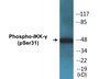 Western blot analysis of extracts from 293 cells treated with TNF-a 20ng/ml 5', using IKK-gamma (Phospho-Ser31) Antibody.