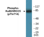 Western blot analysis of extracts from COS7 cells, using Ku80 (Phospho-Thr714) Antibody.