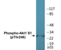 Western blot analysis of extracts from HepG2 cells treated with PDGF 50ng/ml 30', using Akt1 S1 (Phospho-Thr246) Antibody.