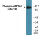 Western blot analysis of extracts from 293 cells treated with PMA 125ng/ml 30', using ATPase (Phospho-Ser16) Antibody.