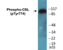 Western blot analysis of extracts from HeLa cells treated with EGF 200ng/ml 30', using CBL (Phospho-Tyr774) Antibody.