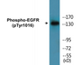 Western blot analysis of extracts from HuvEc cells treated with Serum 20% 30', using EGFR (Phospho-Tyr1016) Antibody.