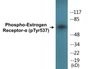 Western blot analysis of extracts from 293 cells, using Estrogen Receptor-alpha (Phospho-Tyr537) Antibody.