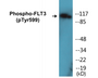 Western blot analysis of extracts from COS7 cells treated with EGF 200ng/ml 30', using FLT3 (Phospho-Tyr599) Antibody.
