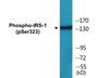 Western blot analysis of extracts from COS7 cells treated with Serum 20% 15', using IRS-1 (Phospho-Ser323) Antibody.