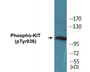 Western blot analysis of extracts from HepG2 cells treated with EGF 200ng/ml 30', using KIT (Phospho-Tyr936) Antibody.