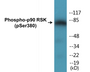 Western blot analysis of extracts from 293 cells treated with PMA 125ng/ml 30', using p90 RSK (Phospho-Ser380) Antibody.