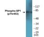 Western blot analysis of extracts from A549 cells, using SP1 (Phospho-Thr453) Antibody.
