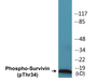 Western blot analysis of extracts from HT29 cells treated with EGF 100ug/ml 30', using Survivin (Phospho-Thr34) Antibody.
