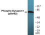 Western blot analysis of extracts from HeLa cells treated with Anisomycin 25ug/ml 30', using Synapsin1 (Phospho-Ser62) Antibody.