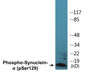 Western blot analysis of extracts from mouse brain, using Synuclein (Phospho-Ser129) Antibody.