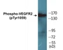 Western blot analysis of extracts from HepG2 cells treated with Na3VO4 0.3nM 40', using VEGFR2 (Phospho-Tyr1059) Antibody.
