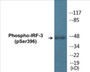 Western blot analysis of extracts from Jurkat cells treated with EGF 200ng/ml 30', using IRF-3 (Phospho-Ser396) Antibody.
 
