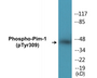 Western blot analysis of extracts from HuvEc cells treated with PMA 125ng/ml 30', using Pim-1 (Phospho-Tyr309) Antibody.
 
