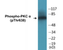 Western blot analysis of extracts from NIH-3T3 cells treated with UV 15', using PKC alpha (Phospho-Thr638) Antibody.
 
