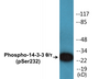 Western blot analysis of extracts from HeLa cells, using 14-3-3 thet/tau (Phospho-Ser232) Antibody.
 
