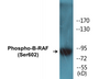 Western blot analysis of extracts from NIH-3T3 cells treated with EGF 200ng/ml 30', using B-RAF (Phospho-Ser602) Antibody.